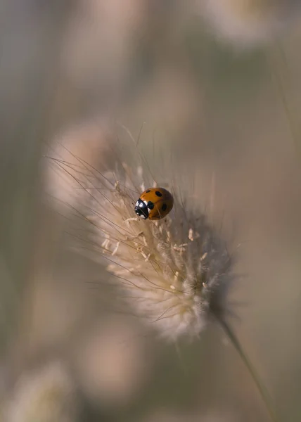 Macro Vue Bel Insecte — Photo