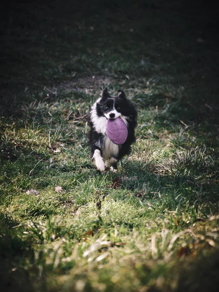 Perro Parque — Foto de Stock