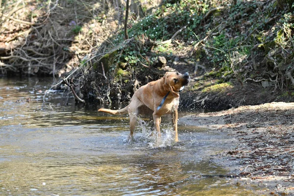 Собака Воді — стокове фото