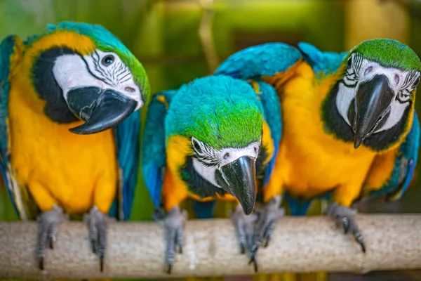 Renkli Papağanlar Bir Dala Oturmuş — Stok fotoğraf