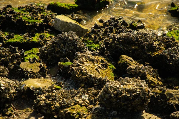 Зелений Мох Пляжі — стокове фото