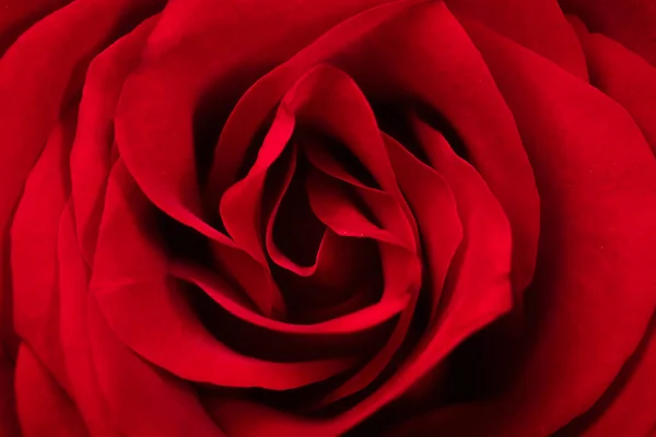 Červené Okvětní Lístky Růží Zavřít — Stock fotografie