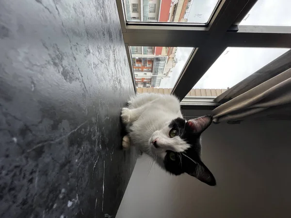 Katze Sitzt Auf Der Fensterbank — Stockfoto