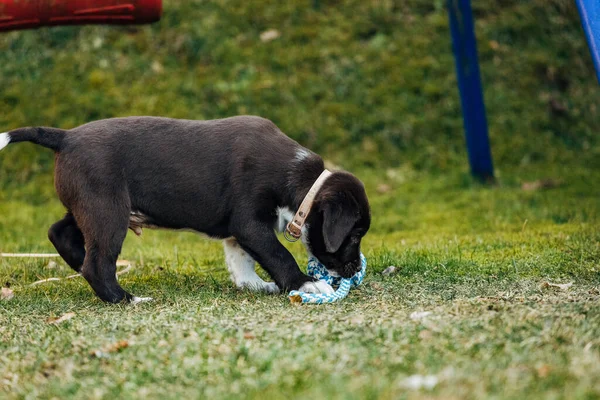 Hund Spielt Mit Ball Park — Stockfoto