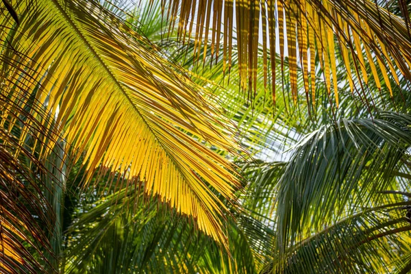 Palmbladeren Het Strand — Stockfoto