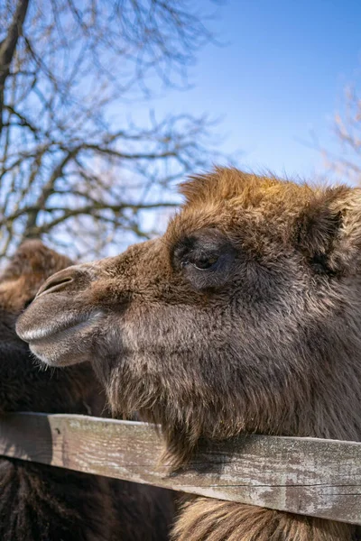 Closeup Shot Brown Tailed Camel — Stock Photo, Image