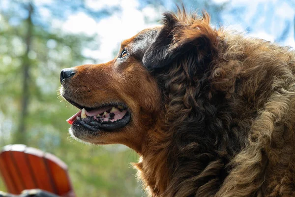 Dog Park — Stock Photo, Image