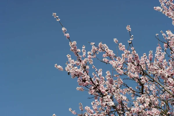 Όμορφα Ανοιξιάτικα Λουλούδια Ένα Δέντρο — Φωτογραφία Αρχείου