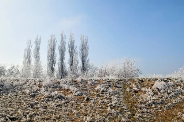 Bela Paisagem Com Árvores Cobertas Neve — Fotografia de Stock