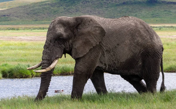 Éléphant Afrique Dans Savane Kenya — Photo