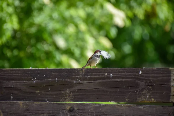 Ένα Πουλί Κάθεται Ένα Ξύλινο Φράχτη — Φωτογραφία Αρχείου