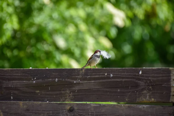 Ein Vogel Sitzt Auf Einem Holzzaun — Stockfoto