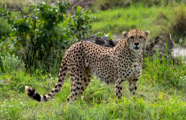 Chita Savana Kenya — Fotografia de Stock