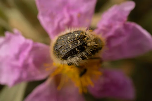 Inseto Uma Flor Close — Fotografia de Stock