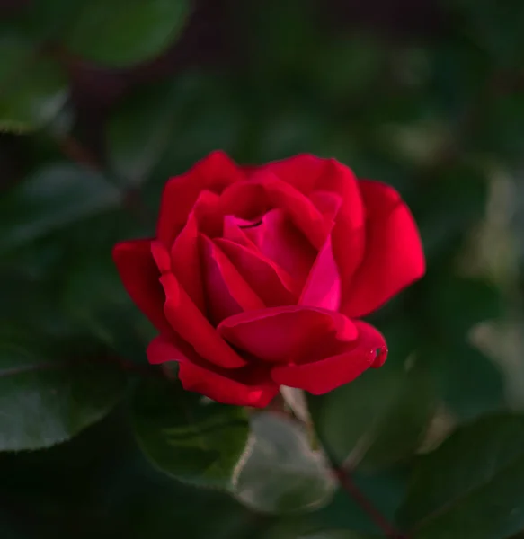 Belle Rose Rouge Dans Jardin — Photo