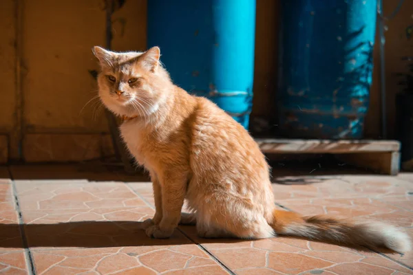 Kat Straat — Stockfoto