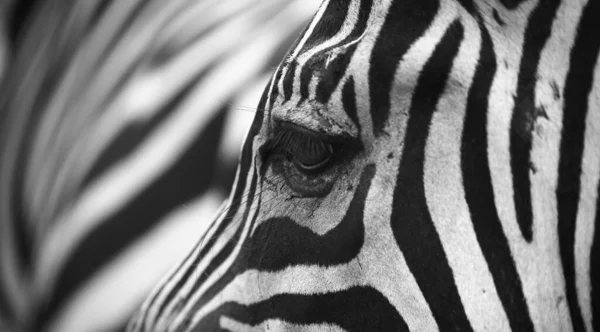 Black White Zebra Pattern Background — Fotografia de Stock