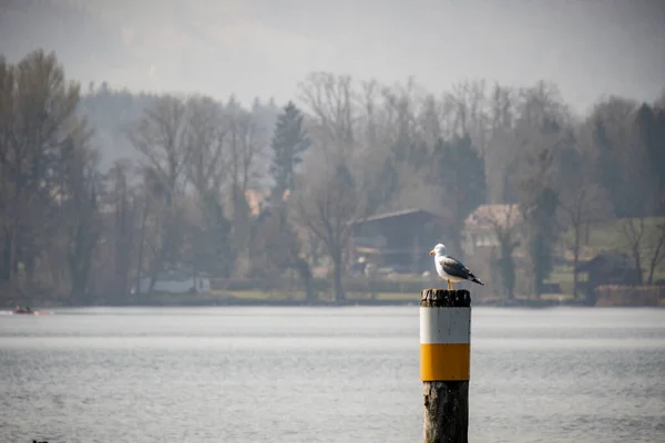 Gaivota Lago — Fotografia de Stock