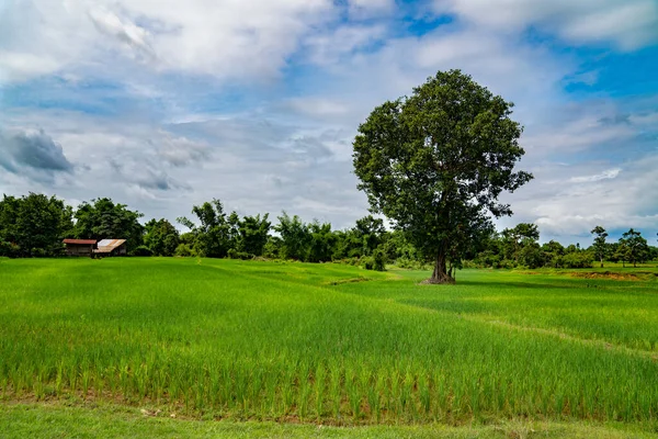 Tayland Yeşil Pirinç Tarlası — Stok fotoğraf