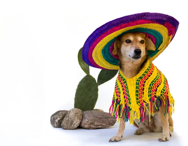 Bonito Mexicano Cão Vestindo Chapéu Branco Fundo — Fotografia de Stock