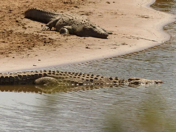 Крокодил Воде Реки — стоковое фото
