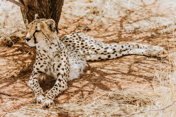 Cheeta Het Kruger National Park Zuid Afrika — Stockfoto