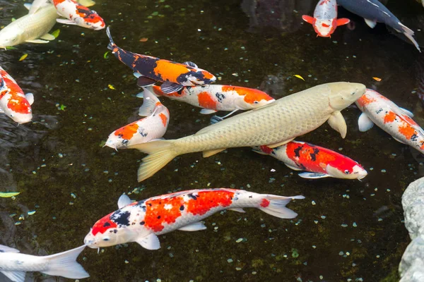 Ikan Koi Berenang Kolam — Stok Foto