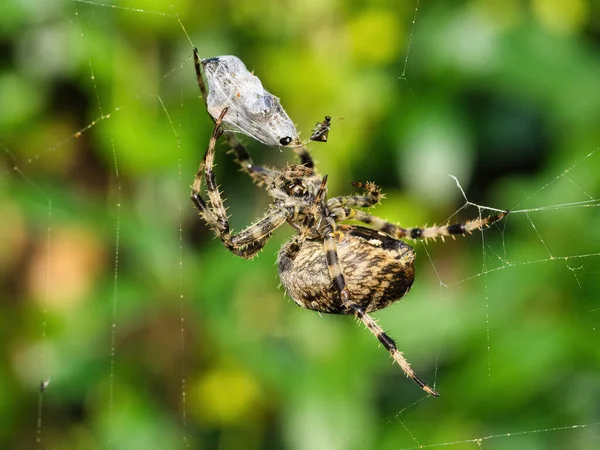 Araignée Sur Une Branche — Photo