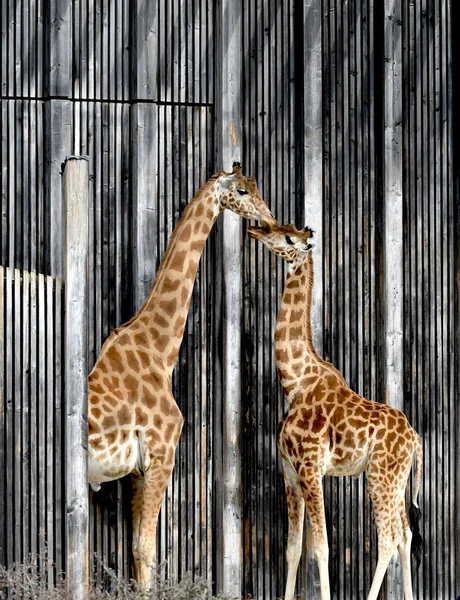 Giraffes Zoo — Stock Photo, Image