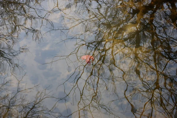 Träd Grenar Återspeglas Floden Vid Skogen — Stockfoto