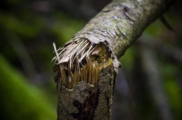 Plan Rapproché Tronc Arbre — Photo