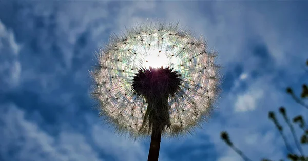 Квітка Кульбаби Синьому Фоні — стокове фото