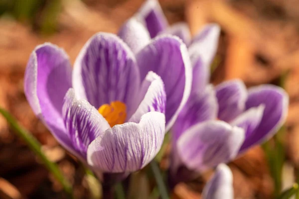 Krokus Kwiaty Ogrodzie — Zdjęcie stockowe