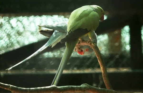 Tiro Close Belo Papagaio Pássaros — Fotografia de Stock