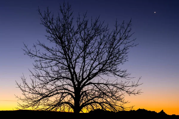 木のシルエット夕焼け空の背景 — ストック写真