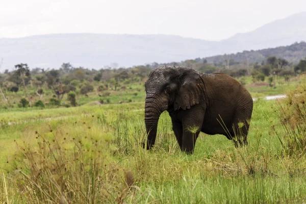 Elefante Africano Sabana Kenya — Foto de Stock