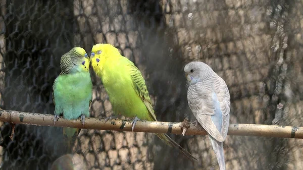 Detailní Záběr Krásných Papoušků — Stock fotografie