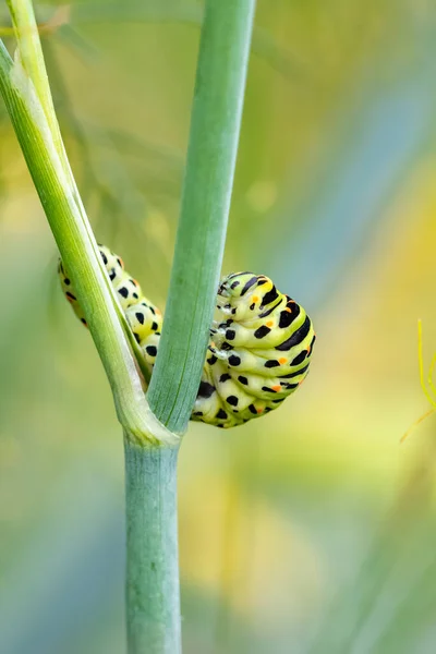 Close Butterfly Green Leaf — стоковое фото