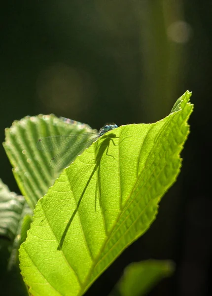 Dragonfly Green Leaves Flora Foliage — Stock Photo, Image