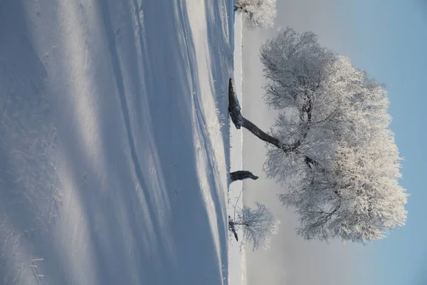 Paysage Hivernal Avec Arbres Enneigés — Photo