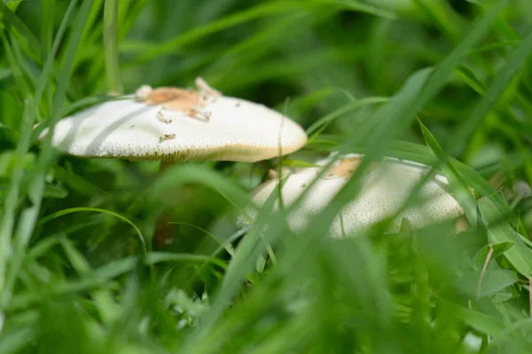 Pilz Wald — Stockfoto