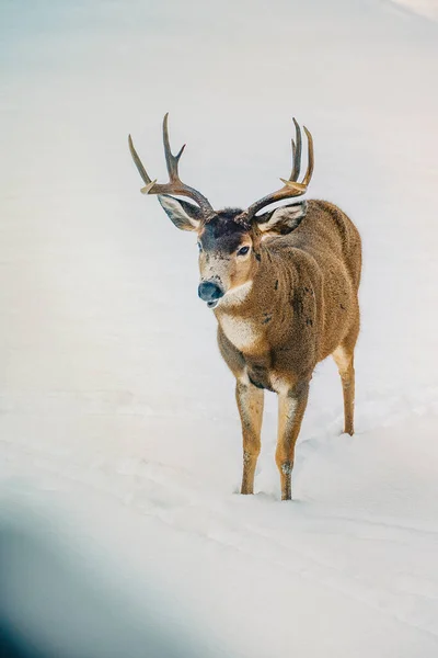 Jelen Zimním Lese — Stock fotografie