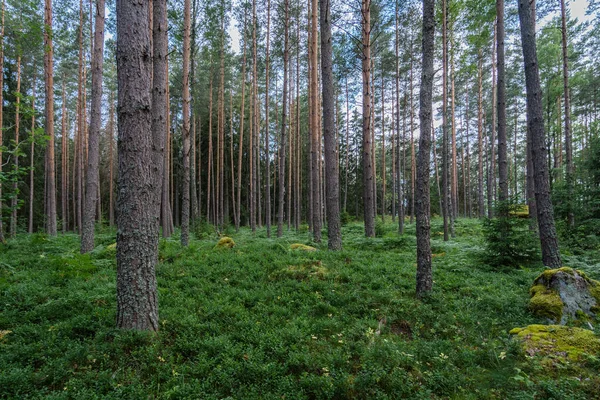 Ağaçlar Yeşil Otlarla Dolu Güzel Orman Manzarası — Stok fotoğraf