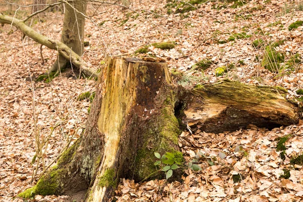 Primer Plano Tocón Árbol Bosque —  Fotos de Stock