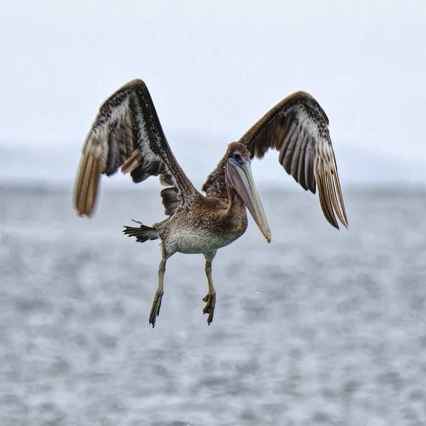 一只海鸥在天空中飞翔 — 图库照片