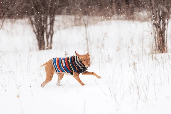 Cão Neve — Fotografia de Stock