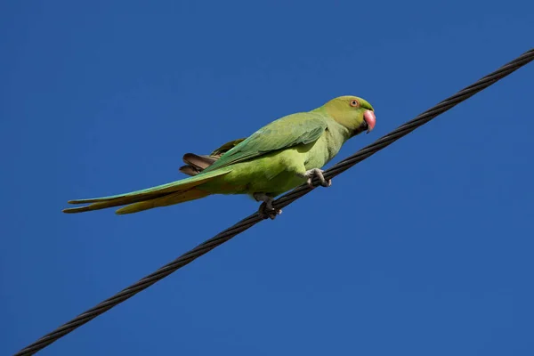 Ein Vogel Sitzt Auf Einem Ast Eines Baumes Blauen Himmel — Stockfoto