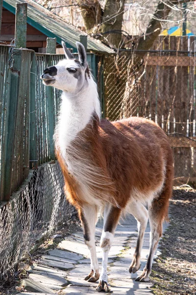 Ciervo Joven Zoológico — Foto de Stock