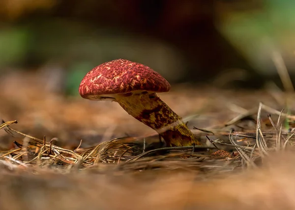 Primo Piano Fungo Nella Foresta — Foto Stock