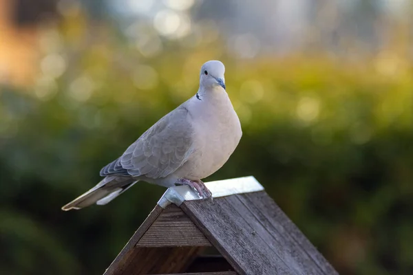 Nahaufnahme Einer Weißen Taube Auf Einem Holzzaun — Stockfoto